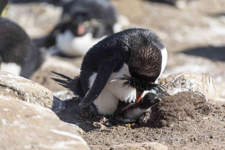 Pingüino Rockhopper - islas Falkland o Malvinas 30.jpg